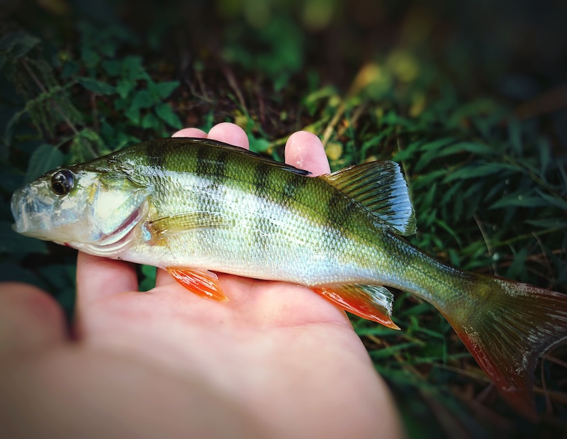 Hand som håller aborre